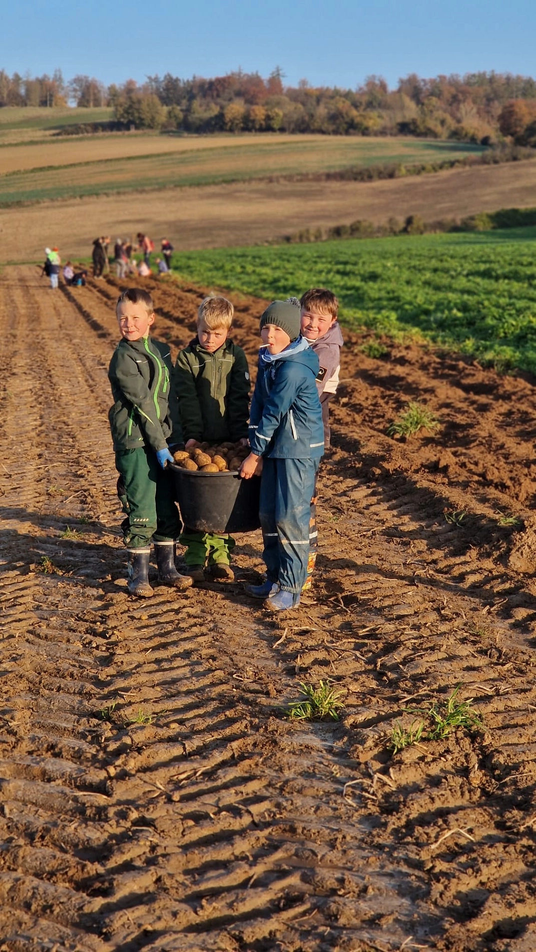 Kartoffeln 8.jpg © Ilsetalschule